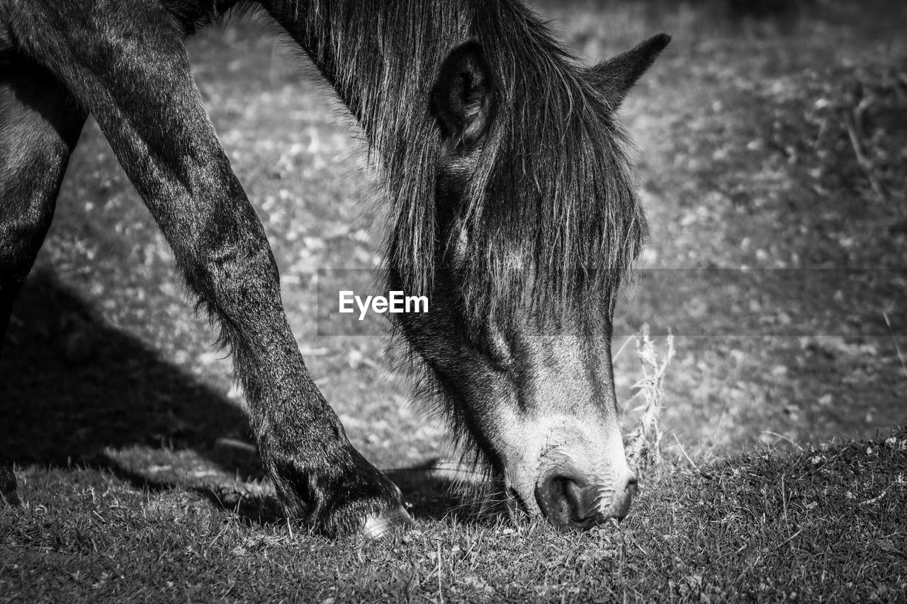 Close-up of a pony on exmoor national park 