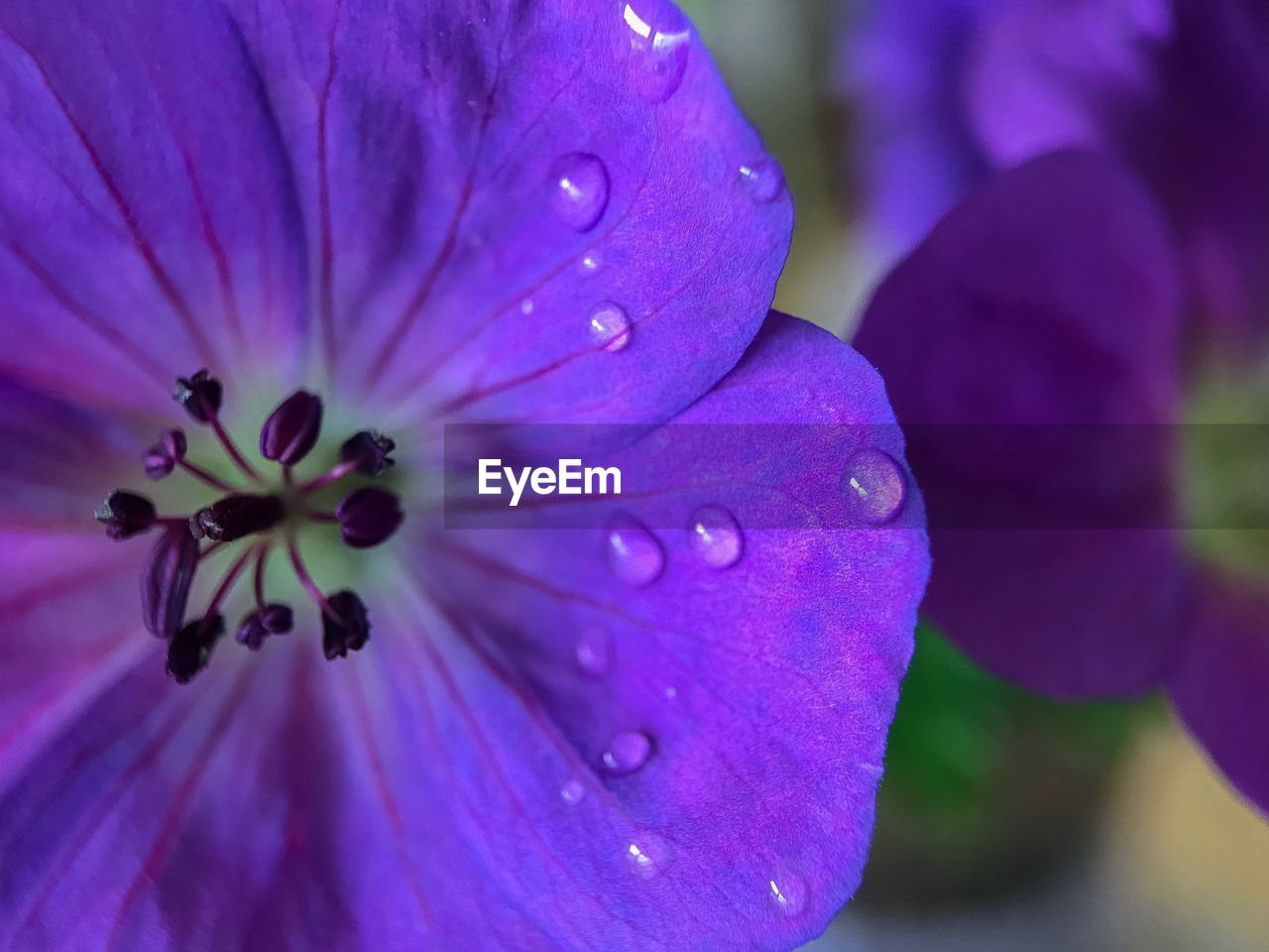 CLOSE-UP OF RAINDROPS ON PURPLE FLOWER