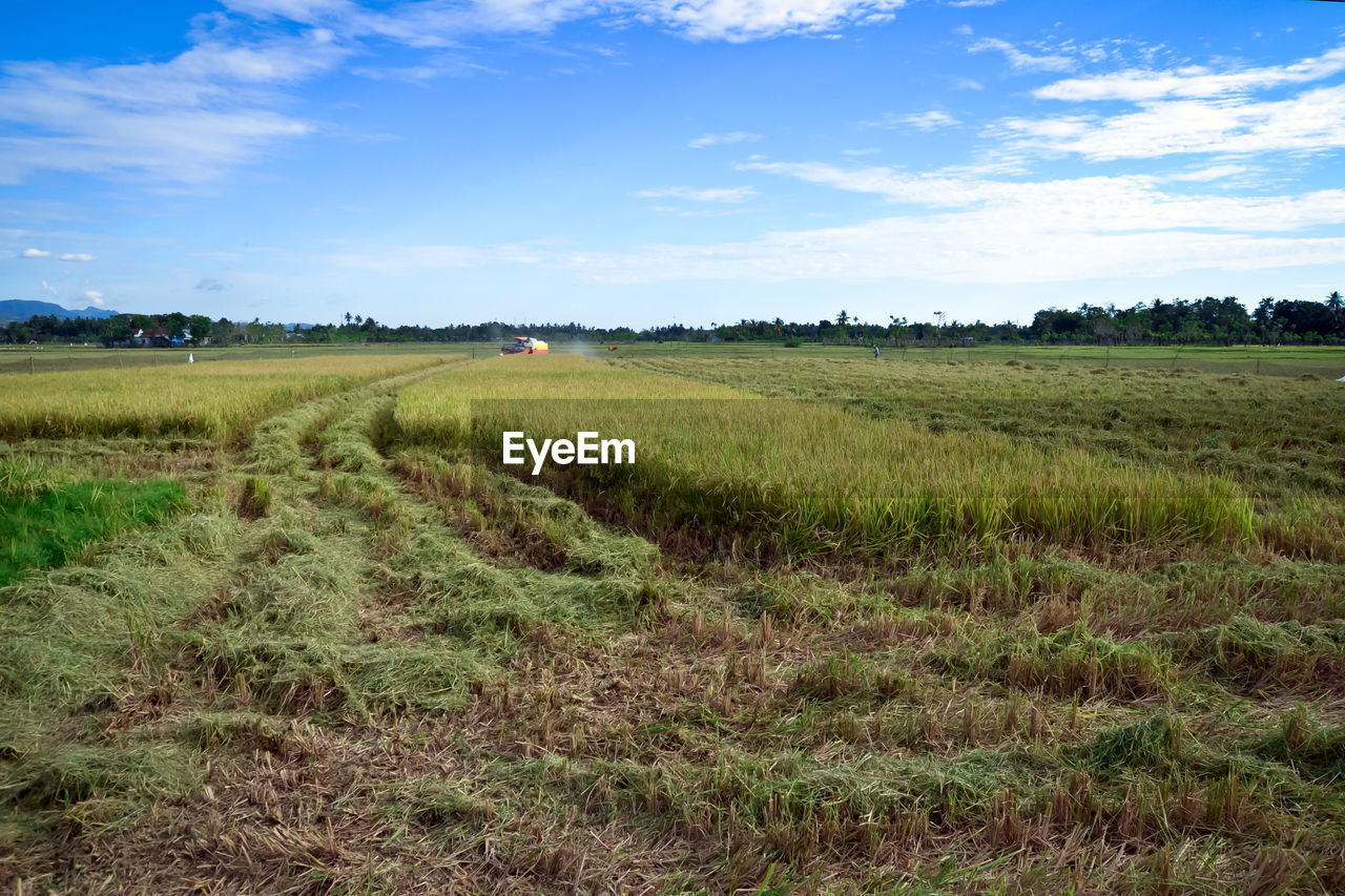 Scenic view of agricultural field against sky