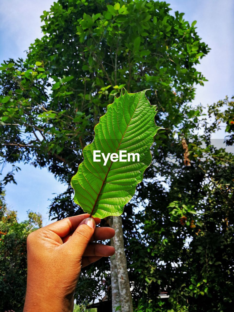Cropped image of person holding leaves against tree