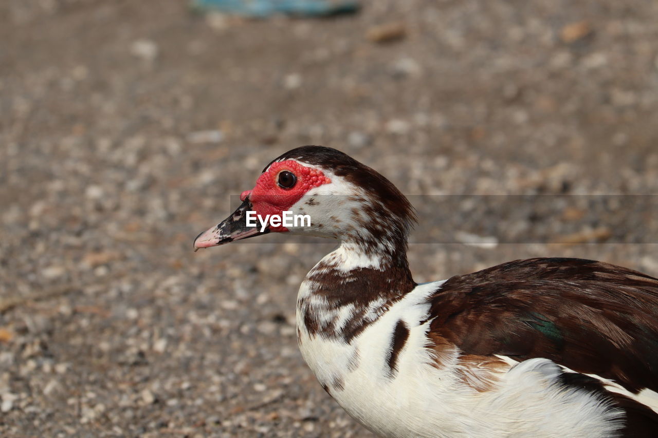 Close-up of a bird