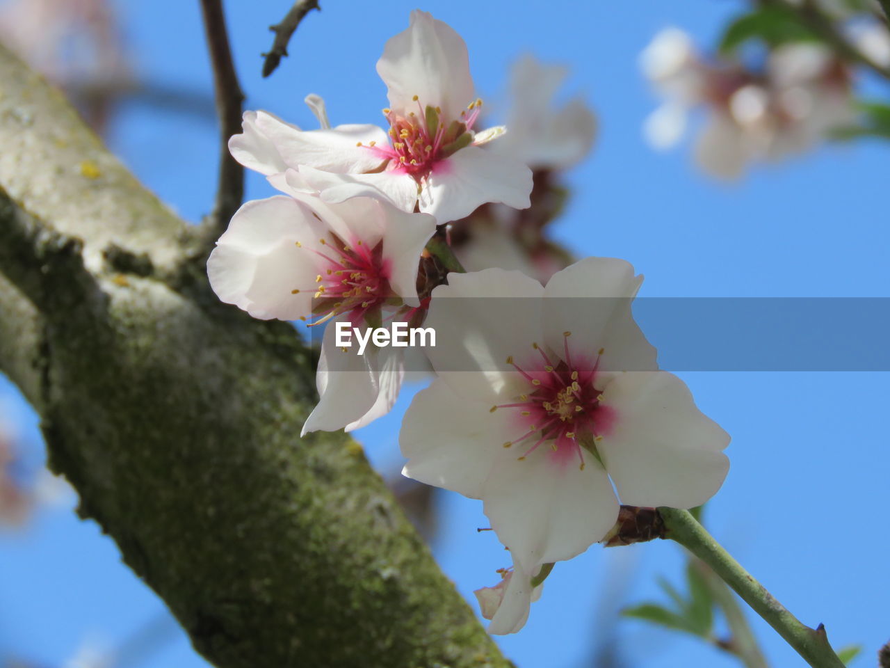 CLOSE-UP OF WHITE CHERRY BLOSSOM