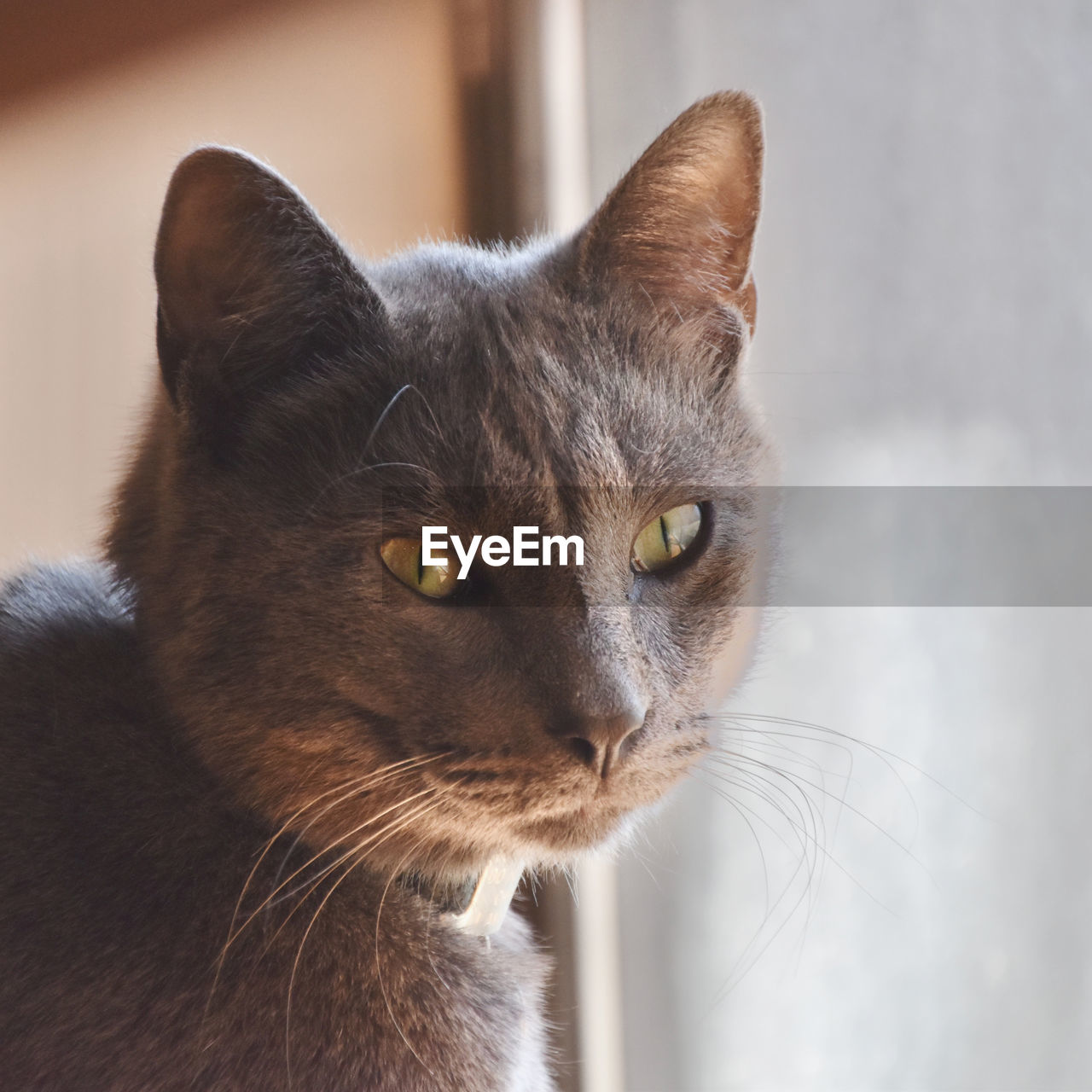 animal, animal themes, cat, pet, mammal, domestic animals, domestic cat, one animal, feline, close-up, whiskers, animal body part, small to medium-sized cats, felidae, carnivore, no people, portrait, looking, indoors, animal hair, animal head, eye, nose, focus on foreground, looking away