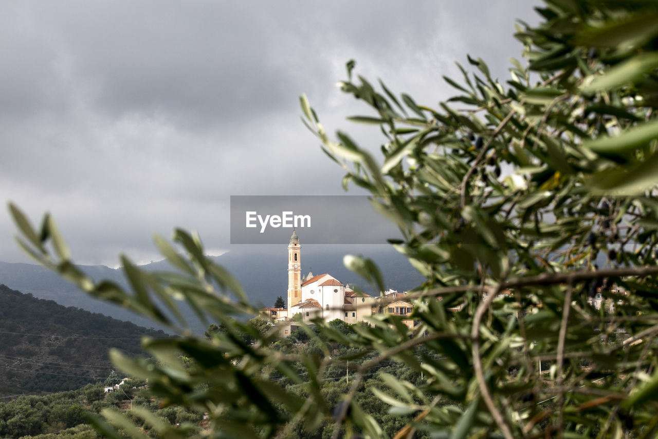 PLANT AGAINST TREES AND BUILDING