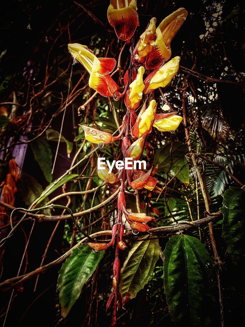 CLOSE-UP OF PLANT GROWING ON TREE