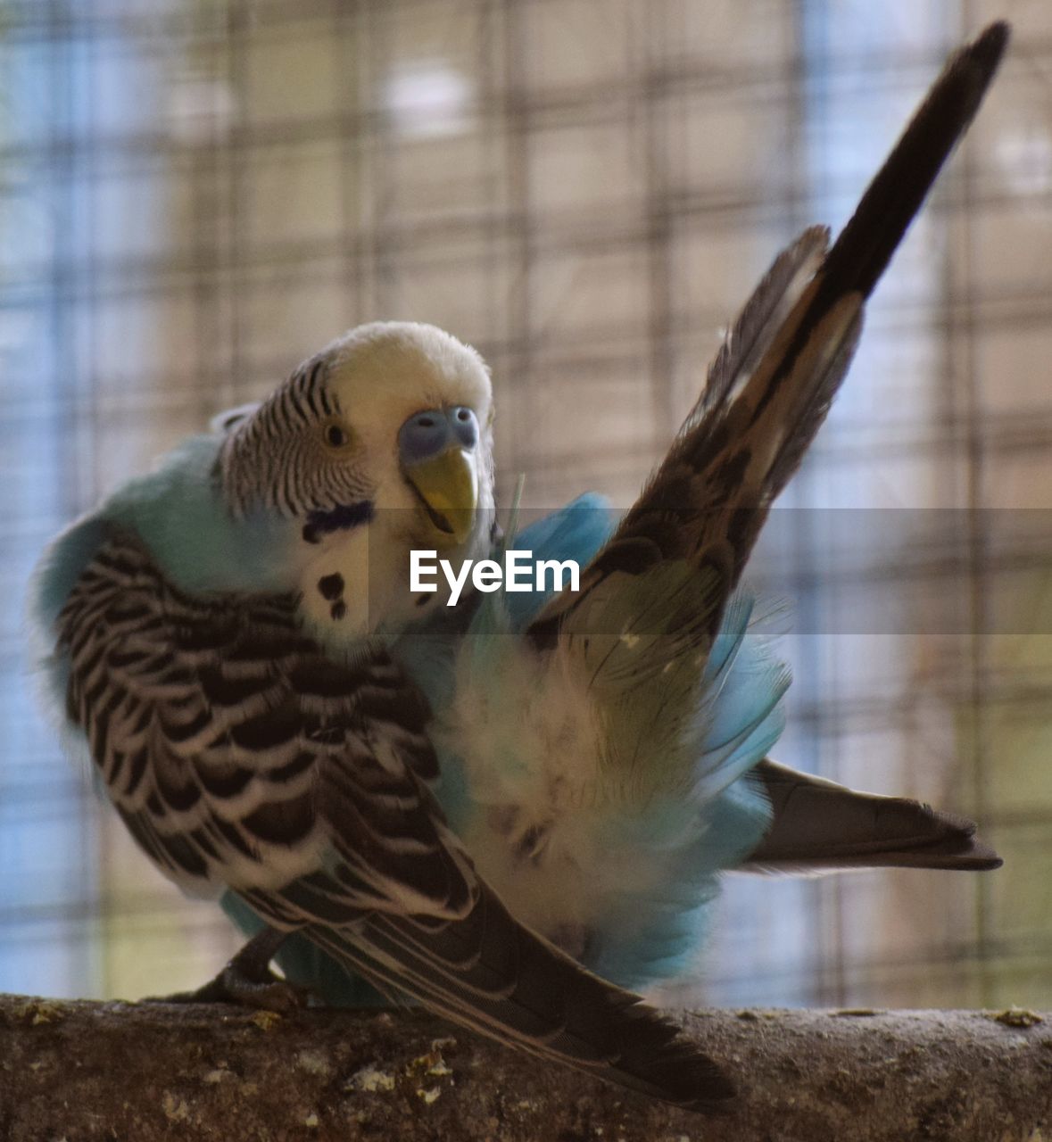 CLOSE-UP OF BIRD ON RAILING