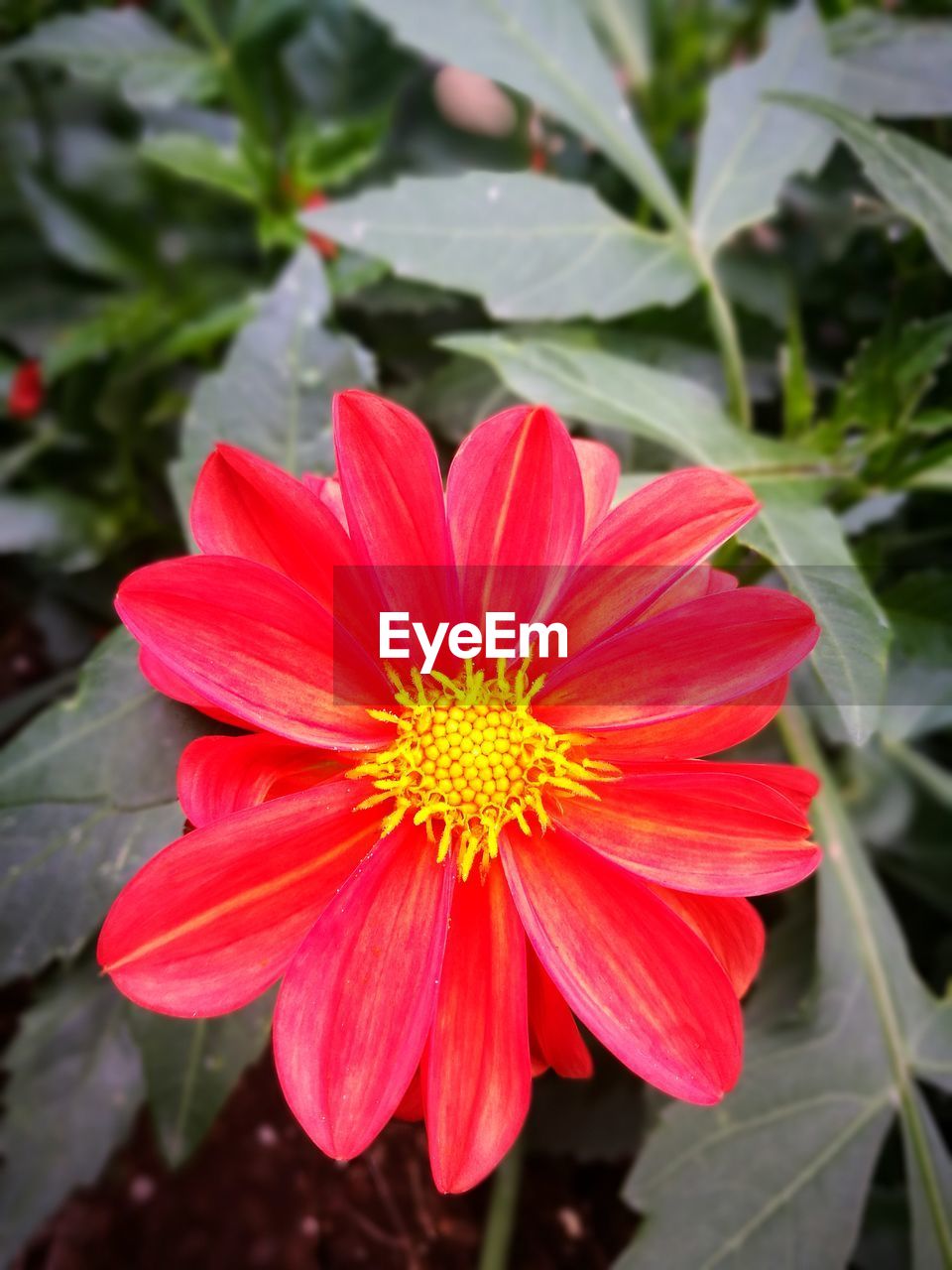 CLOSE-UP OF RED ROSE FLOWER