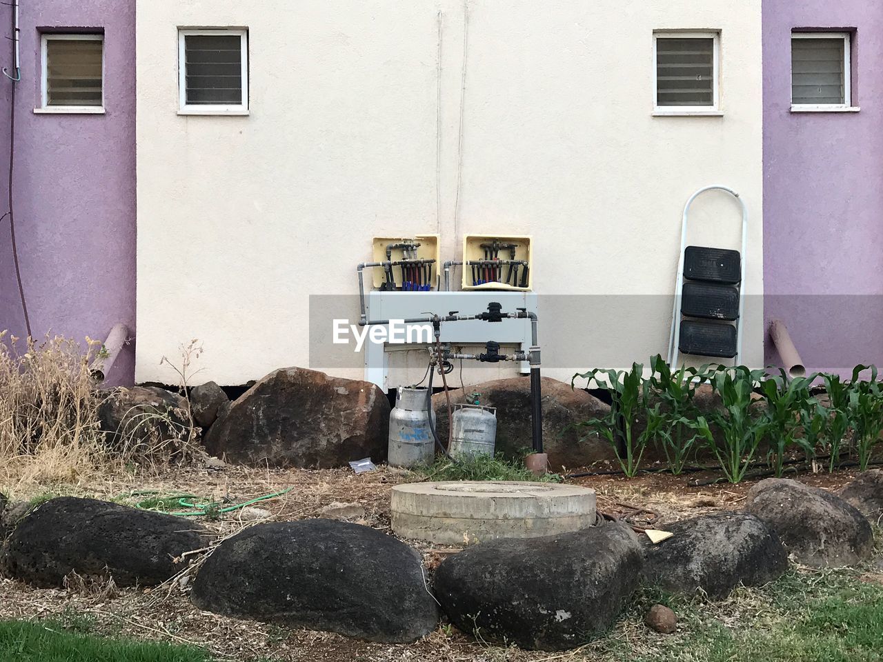 PLANTS OUTSIDE HOUSE