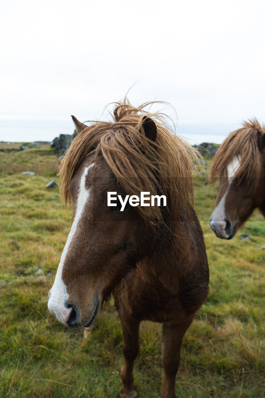 Icelandic horse in the field in the eastern coast of iceland