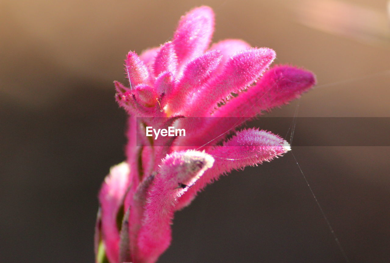 Close-up of pink flower blooming outdoors