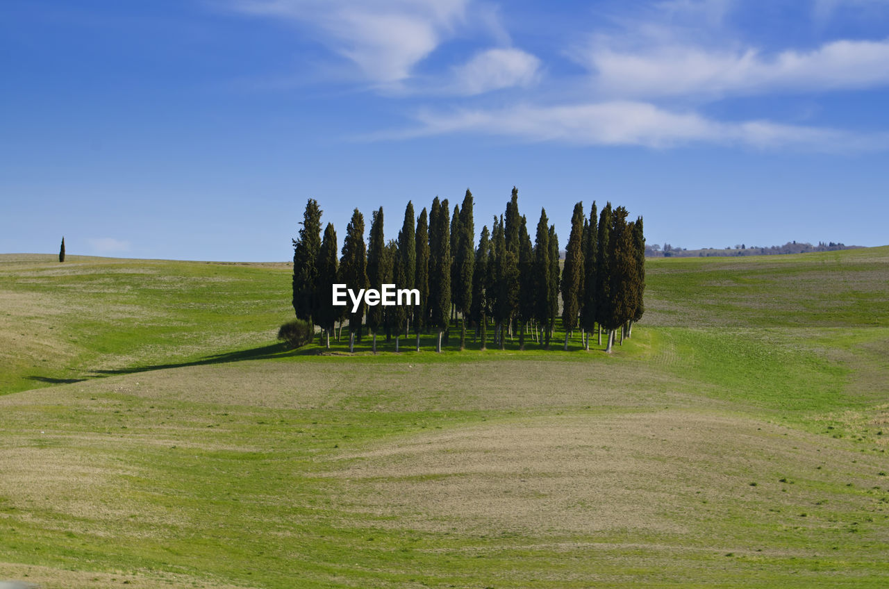 Cypress trees growing on grassy field against sky