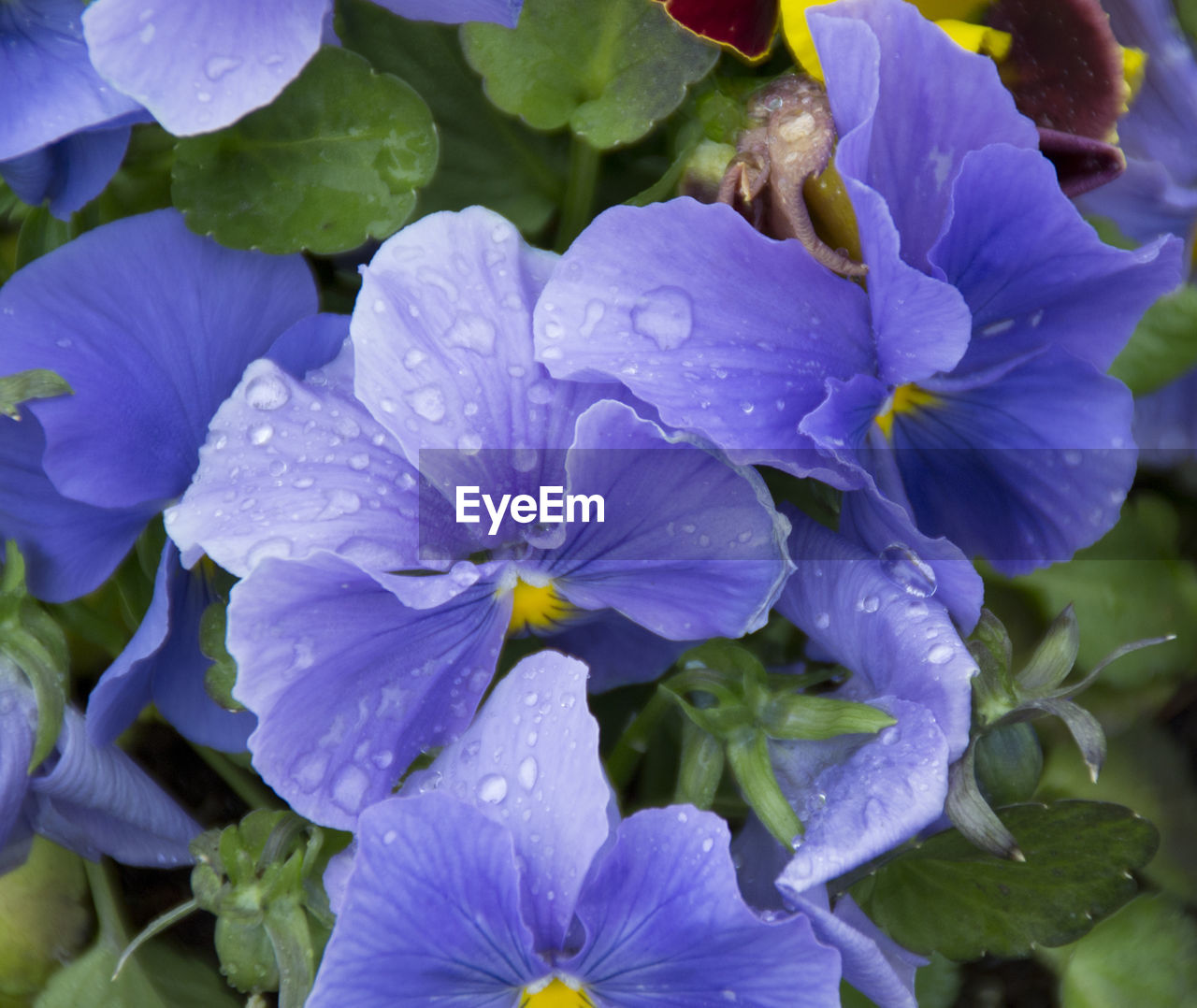 CLOSE-UP OF PURPLE FLOWERS BLOOMING IN POND