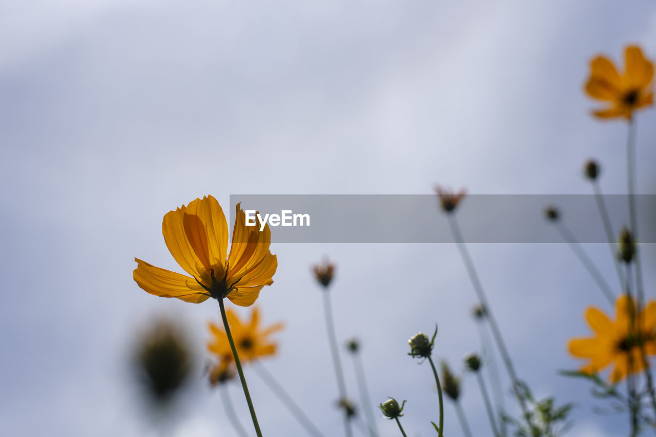 CLOSE-UP OF YELLOW COSMOS FLOWER