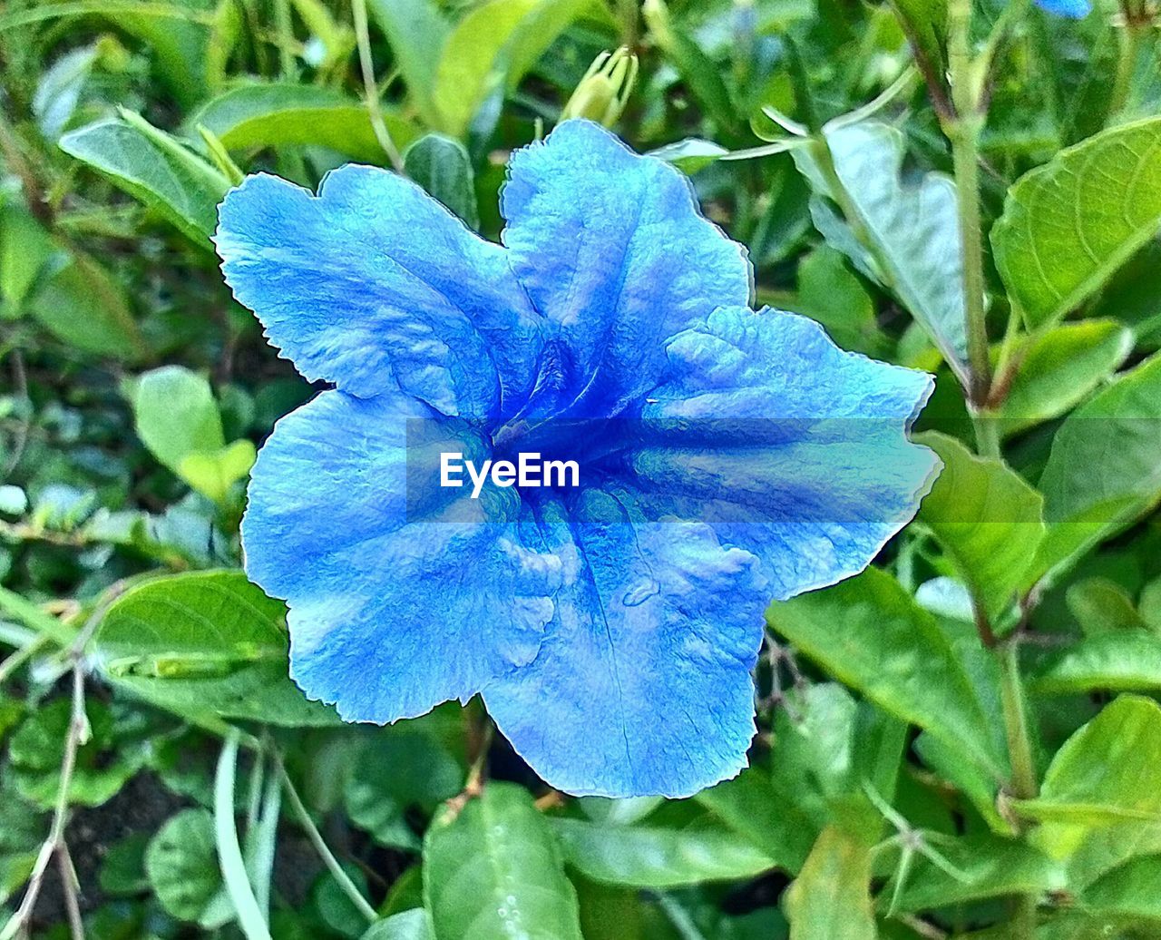 CLOSE-UP OF BLUE FLOWER BLOOMING IN PARK