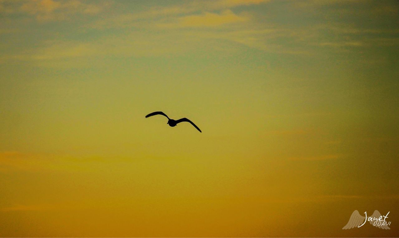 SILHOUETTE BIRD FLYING IN SKY