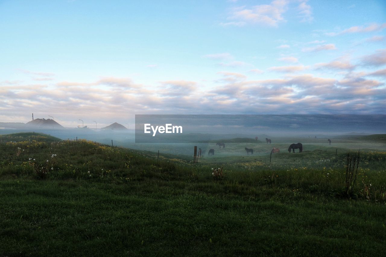 SCENIC VIEW OF GRASSY FIELD AGAINST SKY