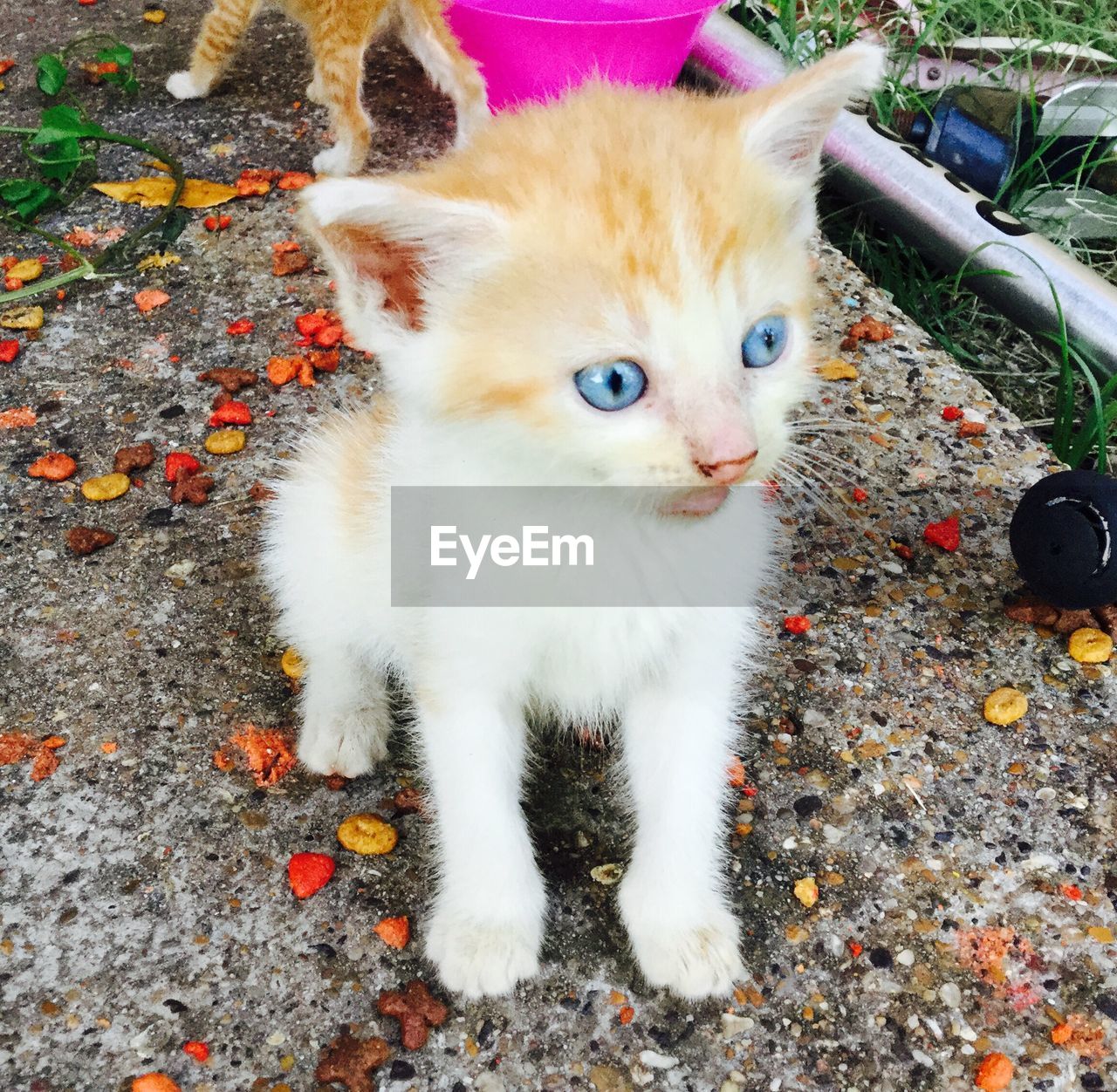 domestic cat, pets, animal themes, domestic animals, one animal, high angle view, mammal, feline, outdoors, day, looking at camera, no people, portrait, nature, close-up