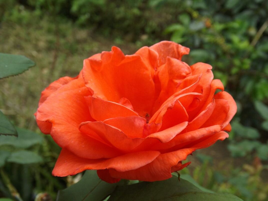 CLOSE-UP OF RED ROSE BLOOMING OUTDOORS