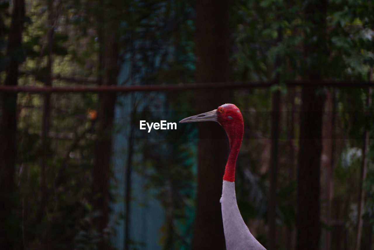 Bird in a forest