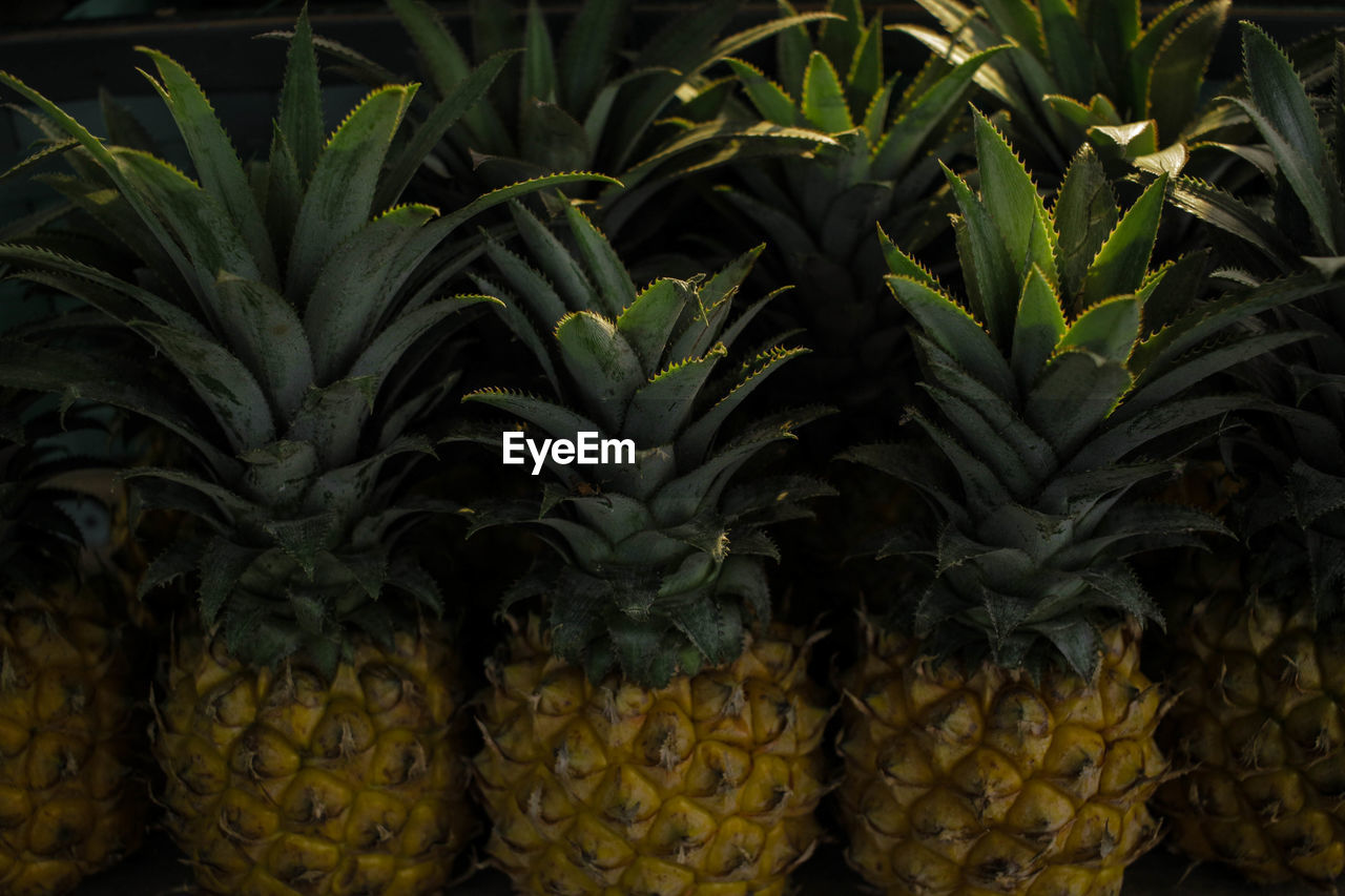 Close-up of pineapples for sale