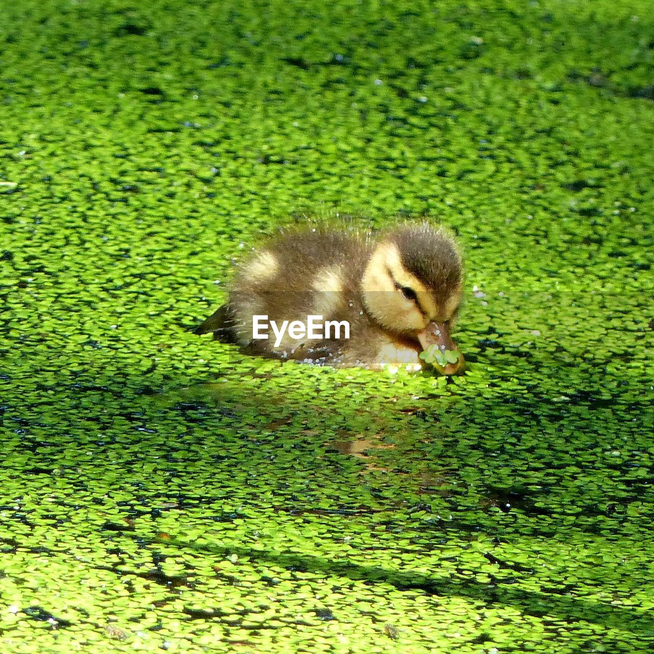 High angle view of duckling swimming in pond