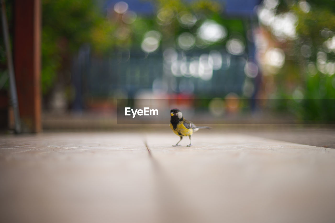 Close-up of bird perching on table