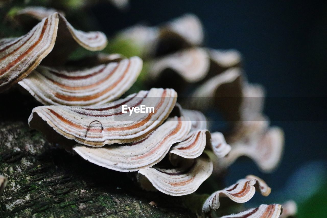 Close-up of turkey tail mushroom on a dead tree.