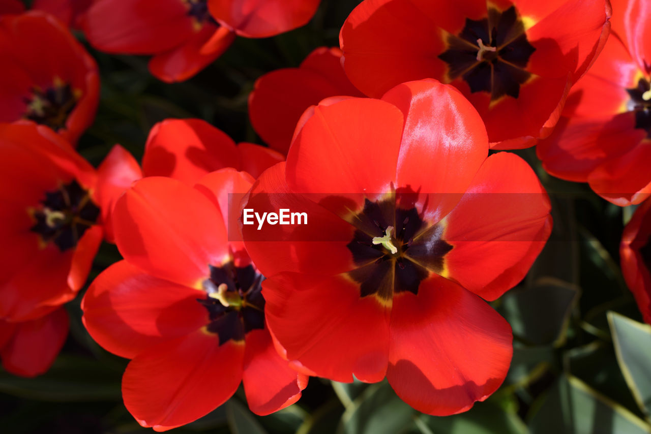 CLOSE-UP OF RED FLOWERS