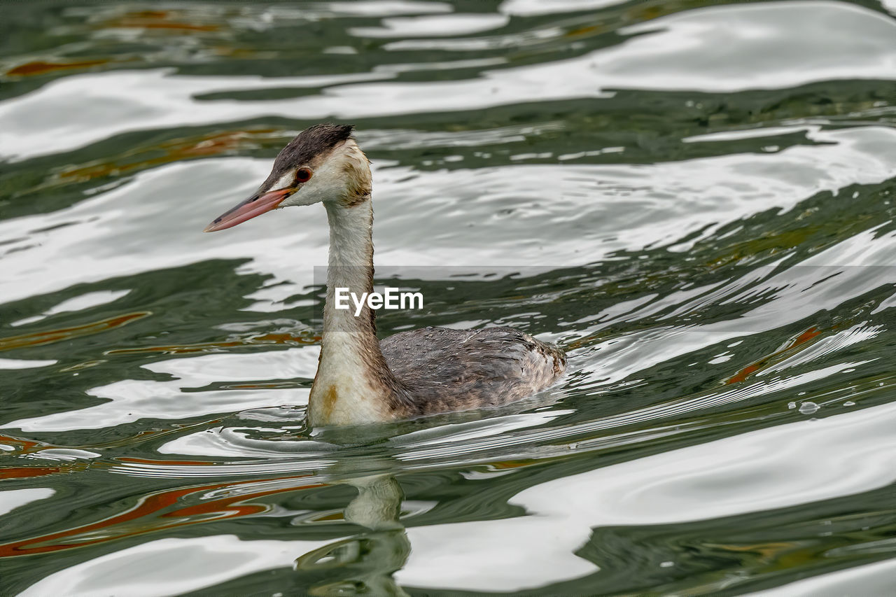 High angle view of grebe swimming in lake