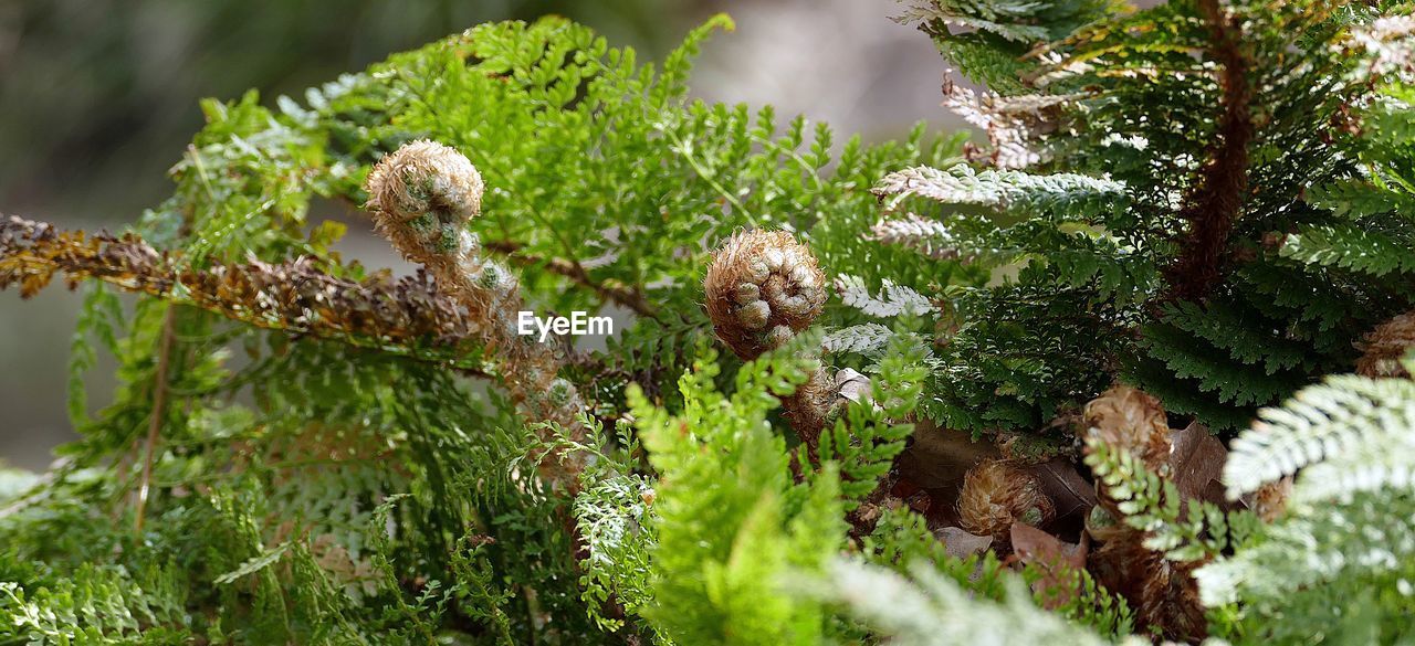 Close-up of fern growing on tree