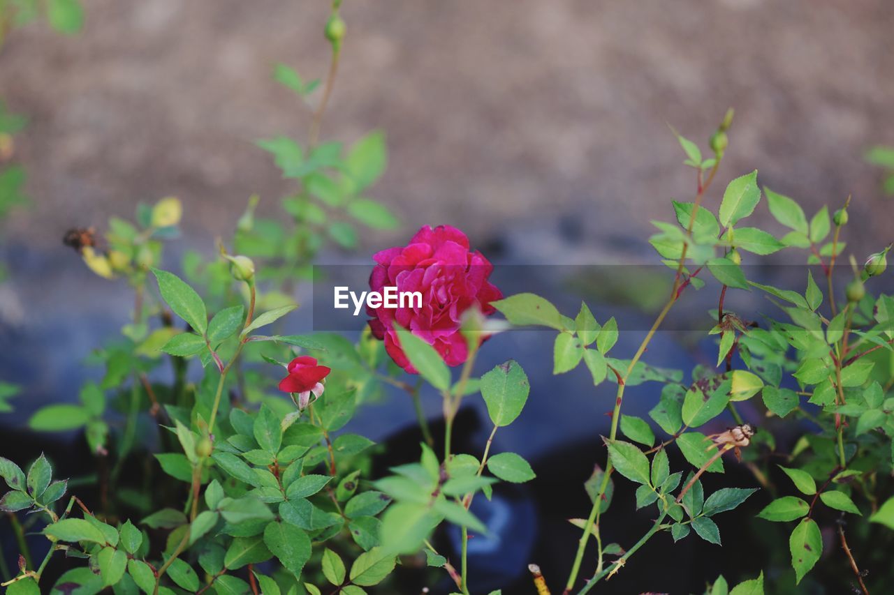 CLOSE-UP OF RED FLOWERING PLANT AGAINST BLURRED BACKGROUND