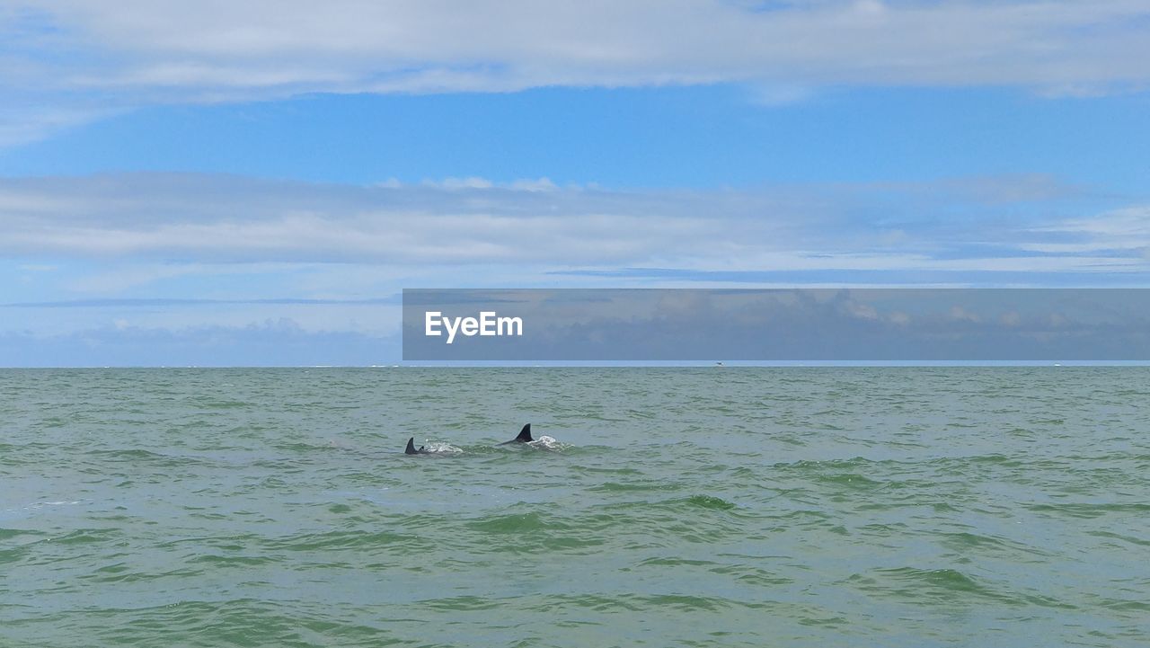 Dolphins swimming in green water against blue cloudy sky
