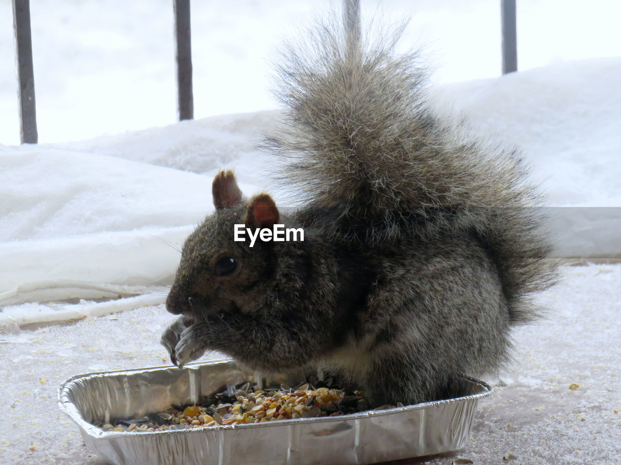 Close-up on a black squirrel sitting in a plate full of seeds