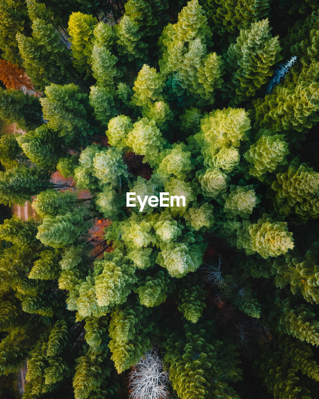 Full frame shot of plants