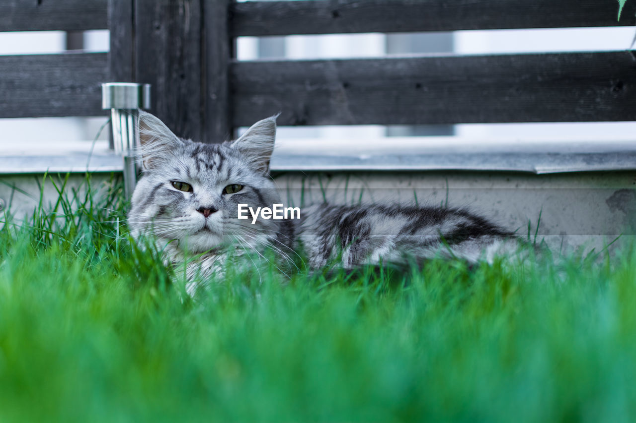 Close-up portrait of a cat