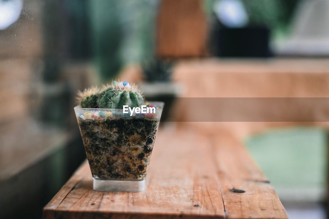 Close-up of succulent plant on table