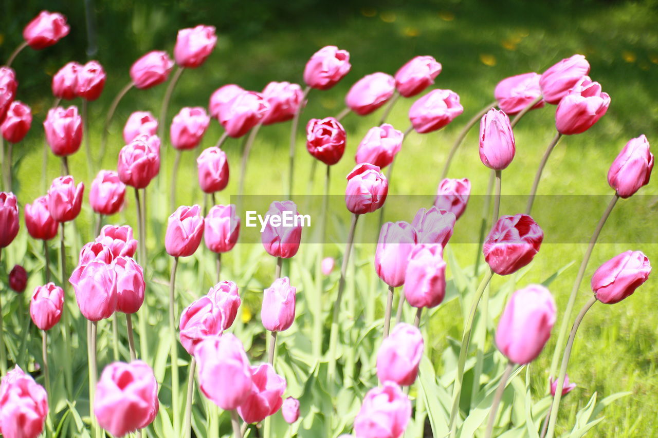 plant, flower, flowering plant, pink, beauty in nature, freshness, nature, petal, close-up, tulip, no people, growth, green, fragility, inflorescence, springtime, flower head, grass, day, outdoors, field, land, focus on foreground, summer, plant part, sunlight, leaf, flowerbed, blossom, red, multi colored