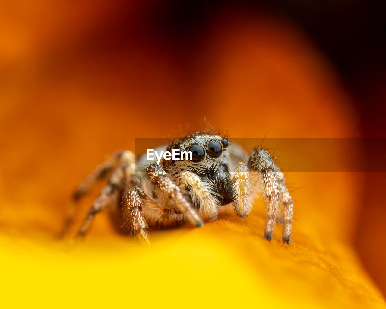 CLOSE-UP OF SPIDER ON ORANGE FLOWER