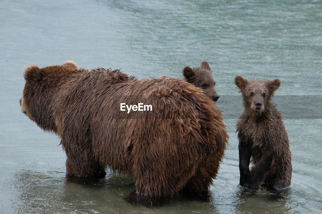 Brown bear with cubs