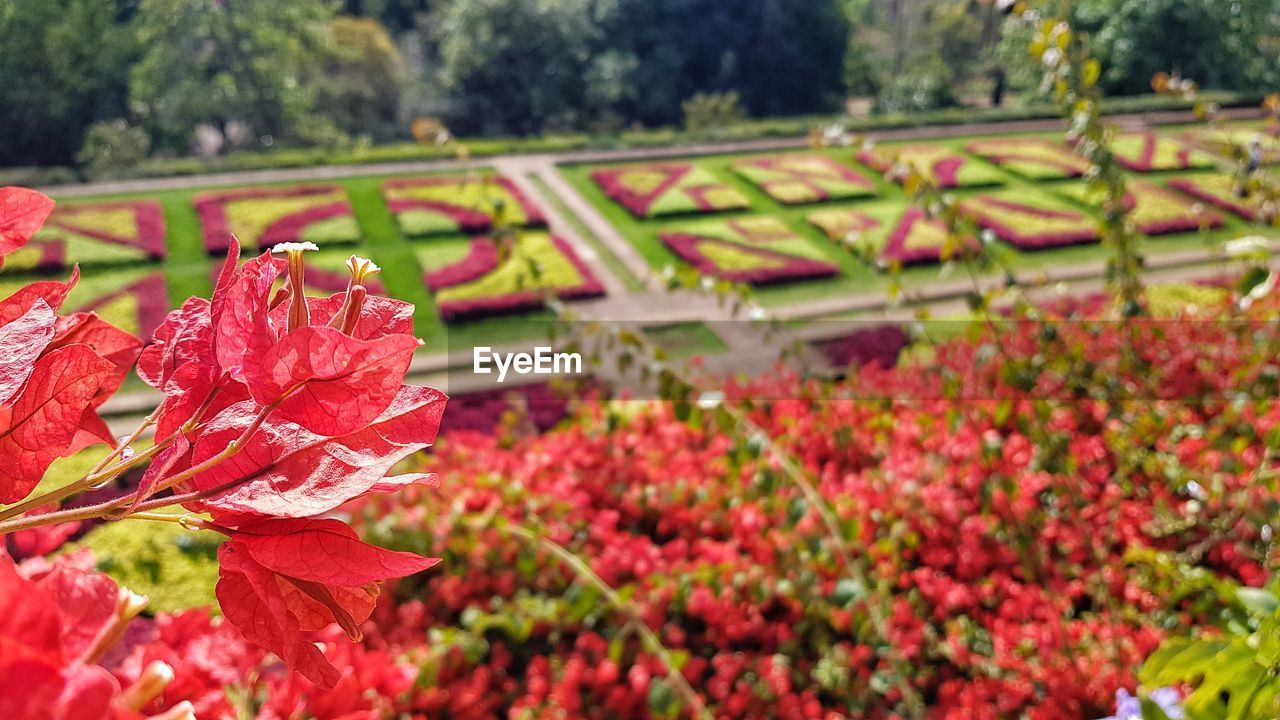 Close-up of red flowering plant in park