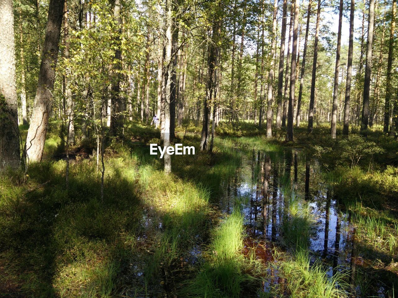 SCENIC VIEW OF SWAMP IN FOREST