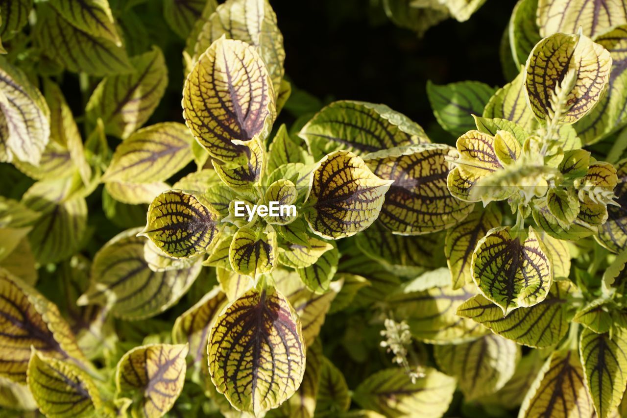 Close-up of fresh green plants