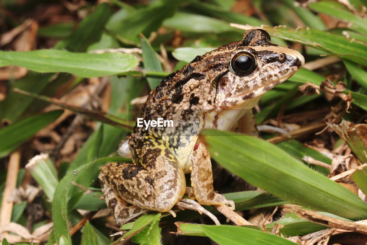 CLOSE-UP OF A LIZARD ON A LAND