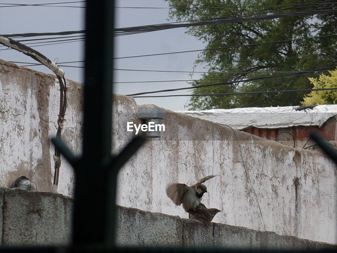 VIEW OF BIRD IN CITY