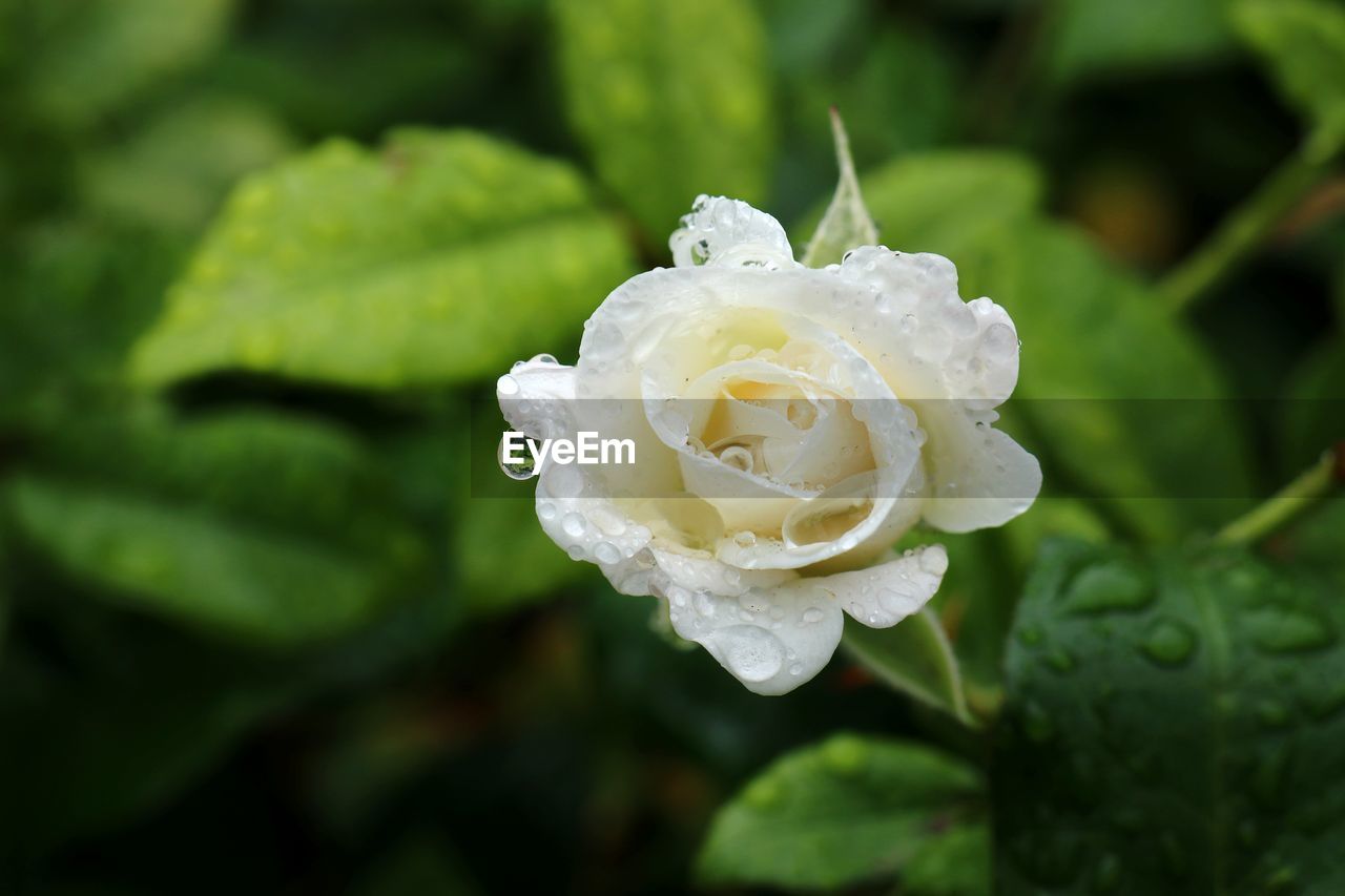 Close-up of white rose flower