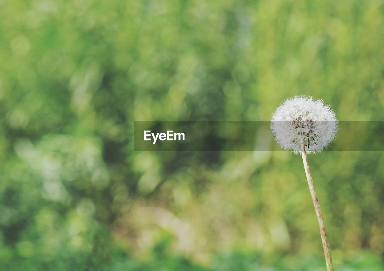 Close-up of white dandelion