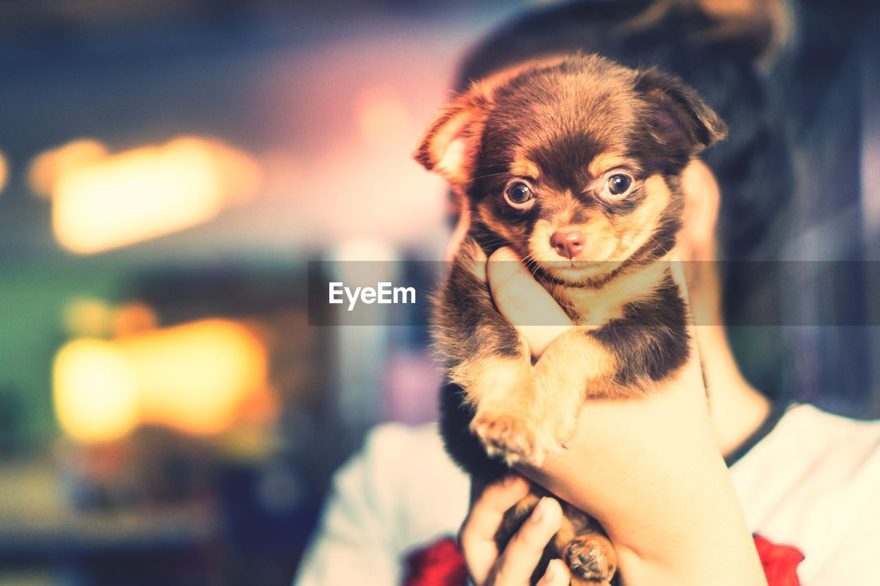 CLOSE-UP PORTRAIT OF DOG WITH HAND