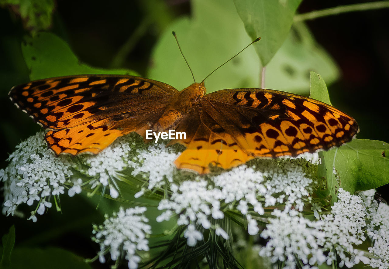 Close-up of butterfly pollinating on flower