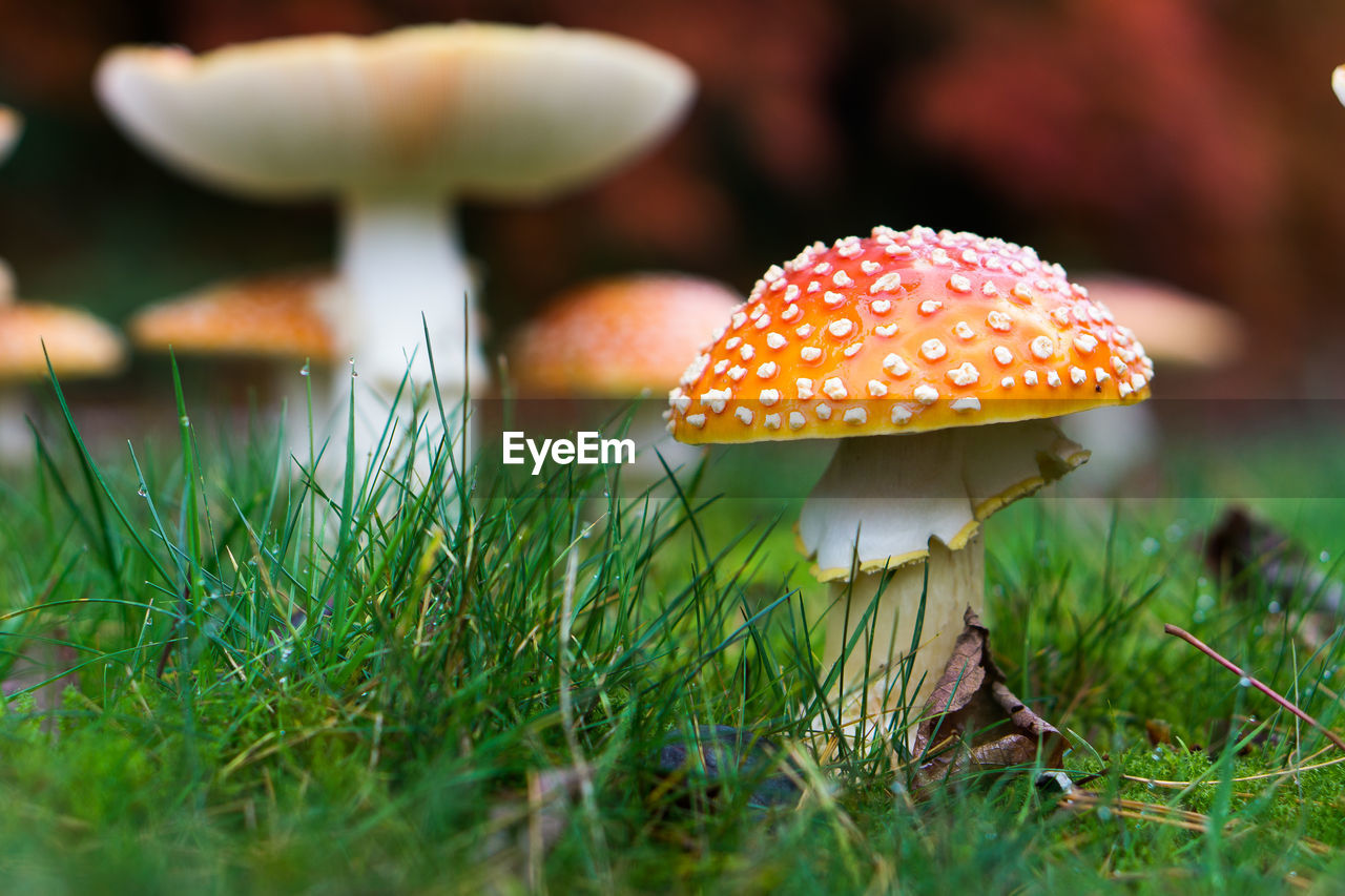 Close-up of mushrooms growing outdoors