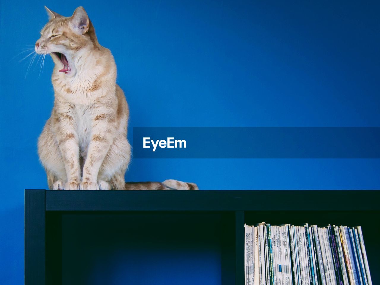Low angle view of cat with open mouth sitting on bookshelf against blue wall